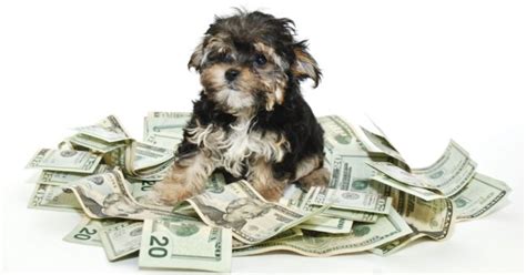 8 Animal Shelter Fundraising Ideas that Any Organization Can .